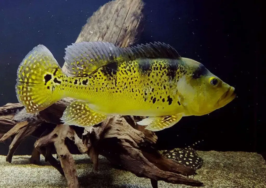 Kelberi Peacock Bass 7&quot;