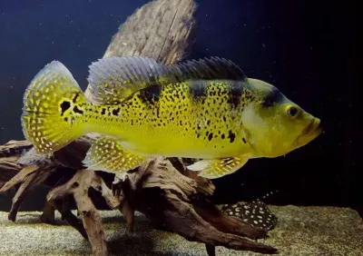 Kelberi Peacock Bass 7&quot;