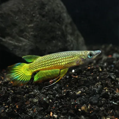 Golden Killifish