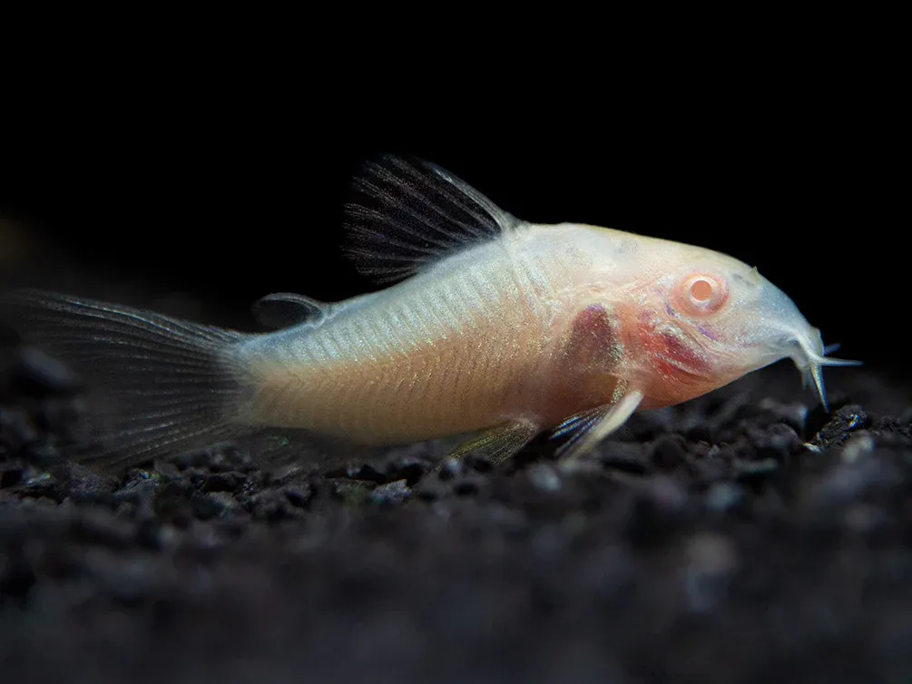 Albino Cory Catfish