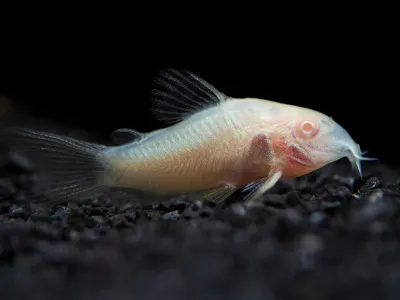 Albino Cory Catfish
