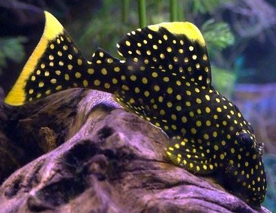 Gold Nugget Pleco L018