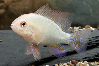 Albino Gold Ram