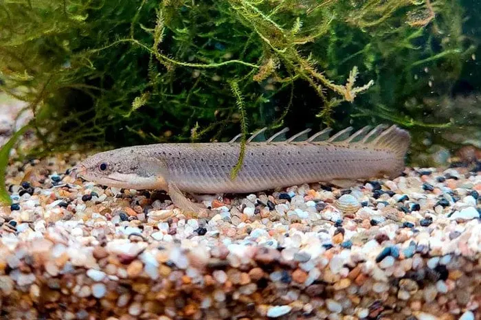 Senegal Bichir