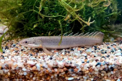 Senegal Bichir