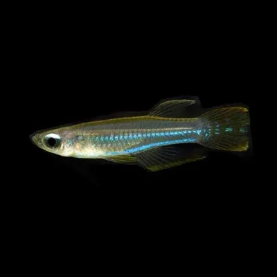 African Lampeye Killifish