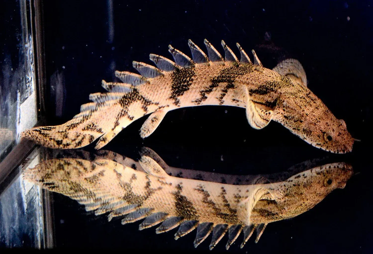 Endlicheri Bichir 3&quot;+