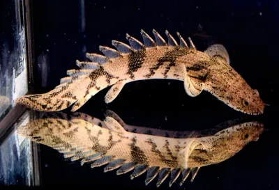 Endlicheri Bichir 3&quot;+