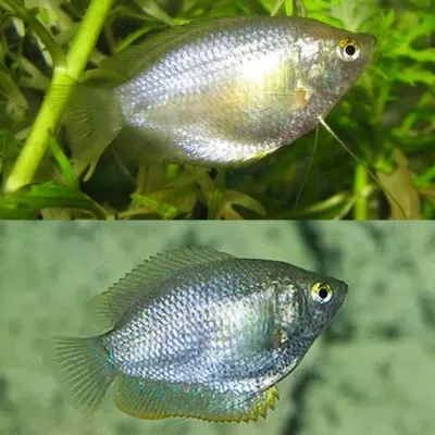 Dwarf Female Gourami