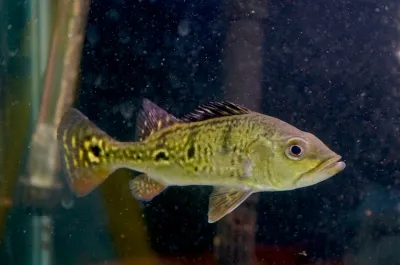 Kelberi Peacock Bass 3.5&quot;+