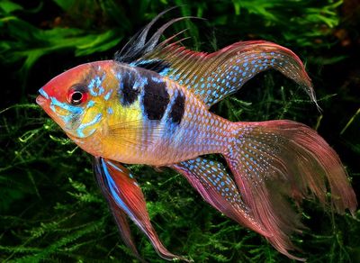 Longfin Blue Ram