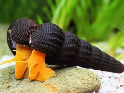 Poso Orange Rabbit Snail