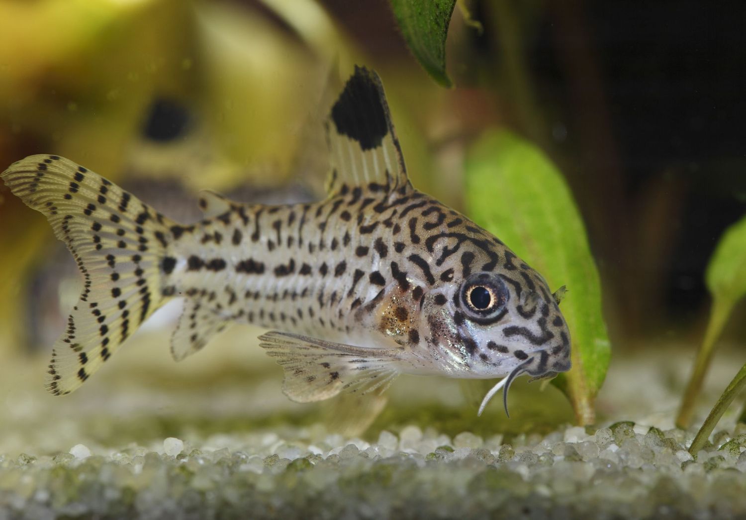 Julii Cory Catfish