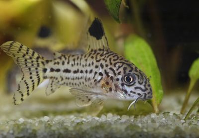 Julii Cory Catfish