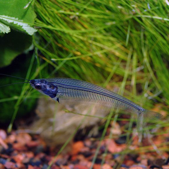 Ghost Glass Catfish