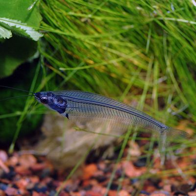 Ghost Glass Catfish