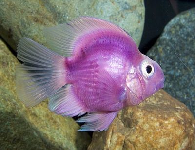Purple Parrot