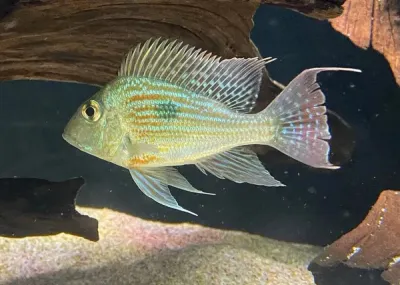 Sveni Geophagus 4&quot;