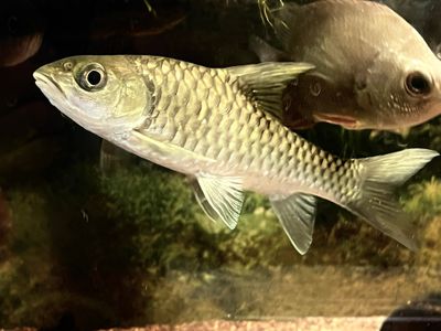 Khela/Semah Mahseer