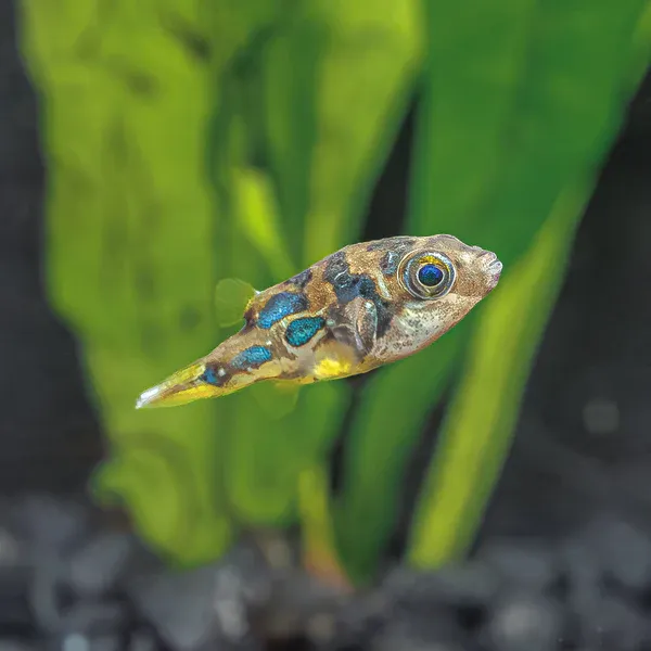 Pea Puffer