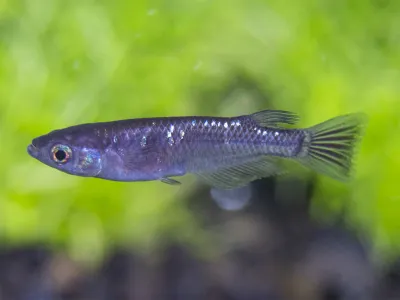 Black Medaka Ricefish
