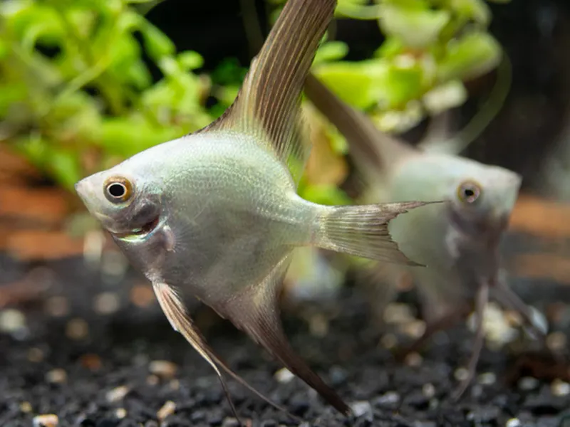 Bulgarian Seal Point Angel