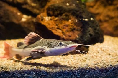 Redtail Catfish 3&quot;