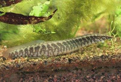 Banded Spiny Eel