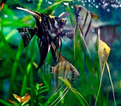 Assorted Veiltail Angel 2-3&quot;