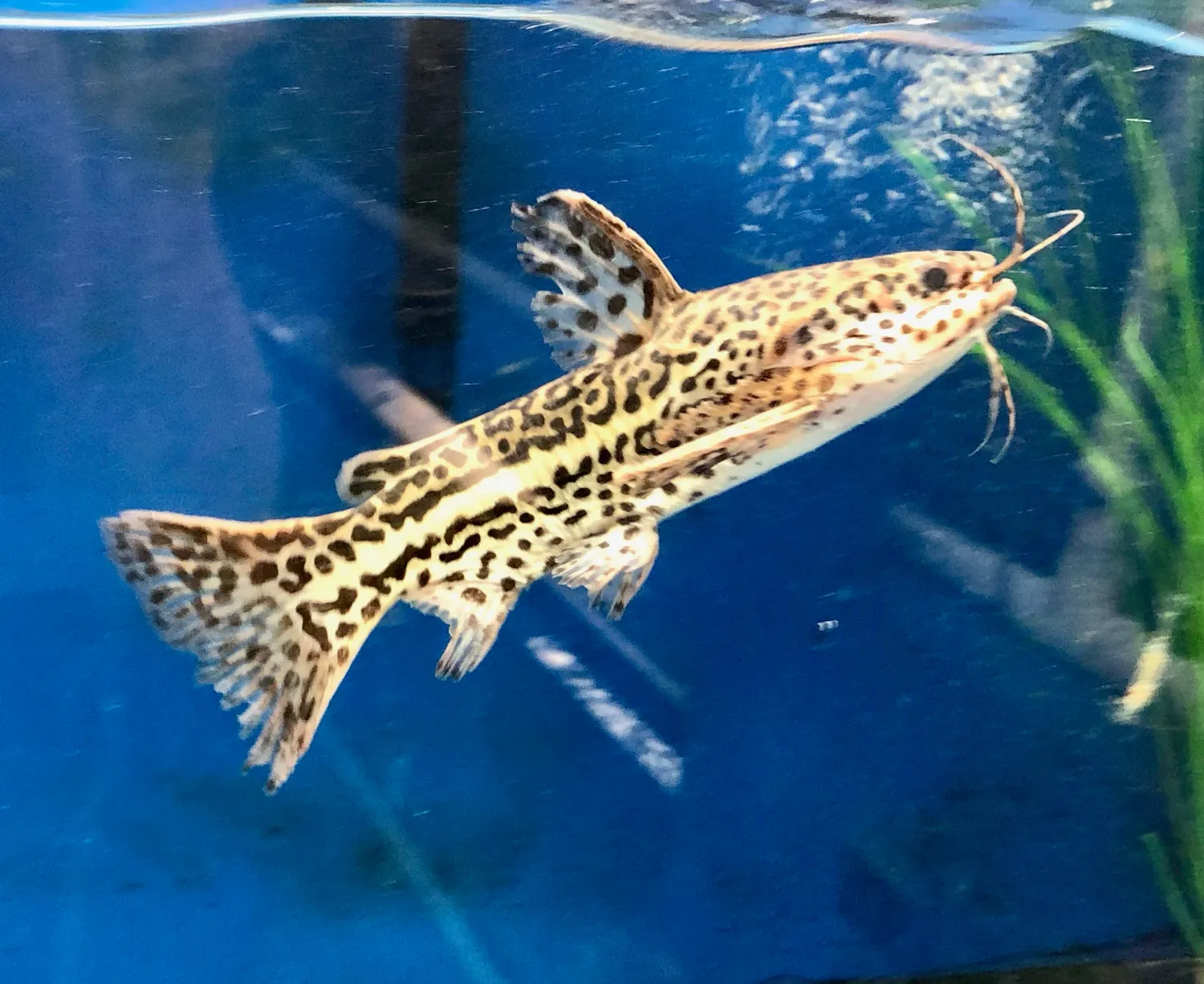 Fisher&#39;s Wood Catfish