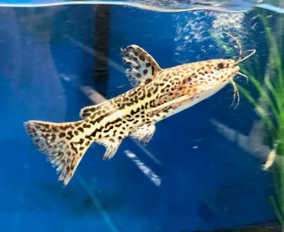 Fisher&#39;s Wood Catfish