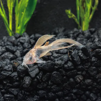 Longfin Green Cory Catfish