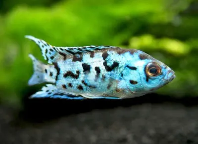 Electric Blue Jack Dempsey 1&quot;