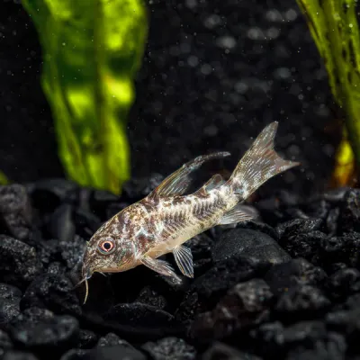 Pepper Cory Catfish