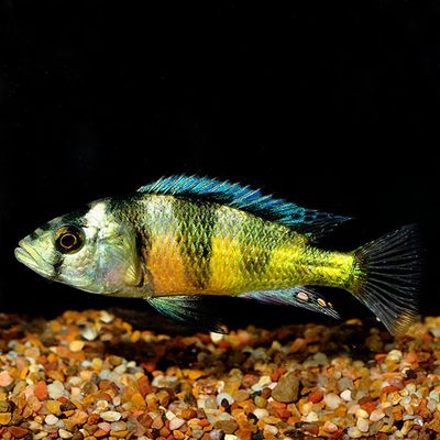 Zebra Obliquidens Cichlid