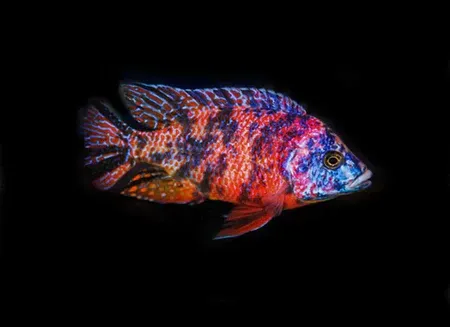 Cherry Red O.B. Peacock Cichlid 2.5&quot;