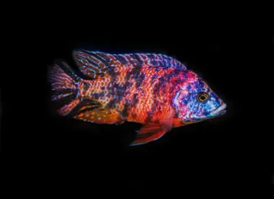 Cherry Red O.B. Peacock Cichlid 2.5&quot;