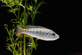 Exasperatus Cichlid 2.5&quot;