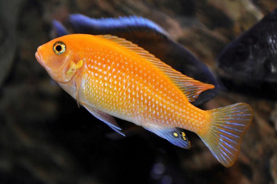 Red Zebra Cichlid