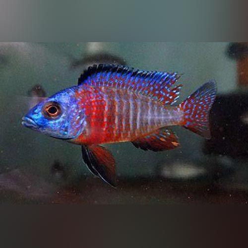 Red Peacock Cichlid 3&quot;+