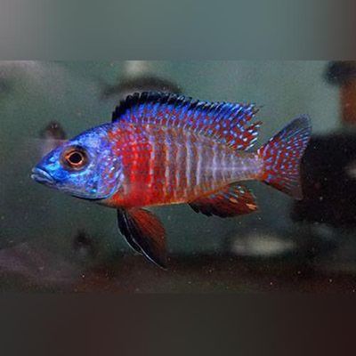 Red Peacock Cichlid 3&quot;+