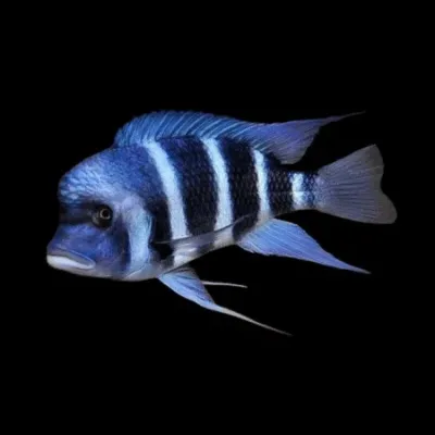 Mpimbwe Frontosa Cichlid 6-8&quot;