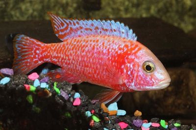 Super Red O.B. Peacock Cichlid 2.5&quot;