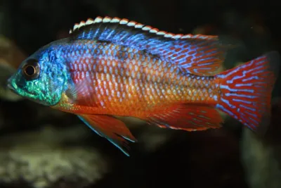 Red Empress Cichlid 3.5&quot;