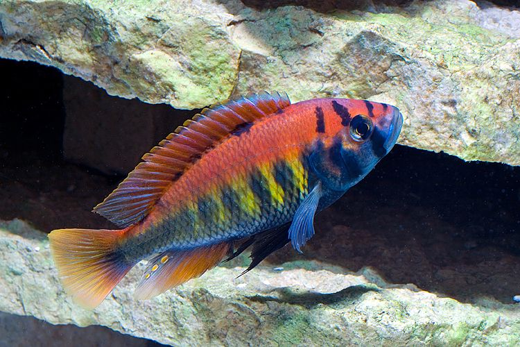 Red Nyererei Cichlid