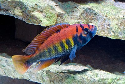 Red Nyererei Cichlid