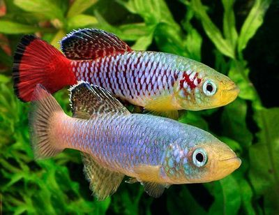 Guentheri Killifish