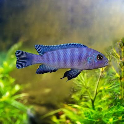 Blue Cobalt Zebra Cichlid