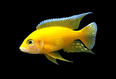 Golden Peacock Cichlid 3&quot;