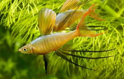 Threadfin Rainbowfish